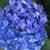 Sandi Corrigan Hemming's profile image