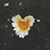 Tyler Dilliplane's profile image