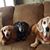 Carol Saulsbury's profile image