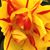 Meg Trodahl Caillier's profile image