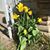 Cynthia Hartung Cattrell's profile image