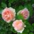 Kathy Egan Arrigo's profile image