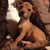 Paula Buckingham Santhouse's profile image