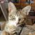 Karen Miller's profile image