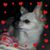 Trish D'Angelo's profile image