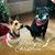 Maria Laney Laube Hoover's profile image