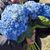 Grissel Valentin's profile image