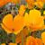 AnnMarie Beckett's profile image