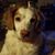 Julie Strickholm Presnell's profile image