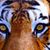 Ranel Bruce's profile image