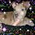 Dawn Perez's profile image
