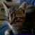 Danielle Kroll's profile image