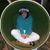Heather Alicia Rowe's profile image