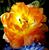 Leslie Poldervaart's profile image