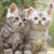 Soledad Garcia Garcia's profile image