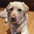 Lynn Rhinesmith's profile image