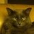Betsy Cunningham's profile image