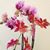 Ccharlene Willa Suan-Durst's profile image