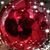 Dawn Polen's profile image