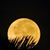 Linda Maran's profile image