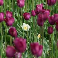 Heather Snyder Quick's profile image