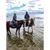 Monica Stefanick's profile image