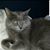 Dawn Dodson's profile image
