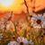 Margot Garcia's profile image