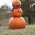 Dotty Carman's profile image
