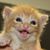Kaye Fiorello's profile image