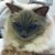 Anna Lanfranchi's profile image