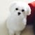 Butch Borromeo's profile image