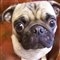 TheBestCritic's profile image