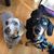 Debbie Richeson's profile image
