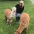 Molly Fields-McBirney's profile image