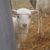 Stephanie Marie Campbell's profile image