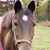 Lucille Intiso Scheer's profile image