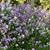 Serenity Croce Beardslee's profile image