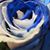Christine Bahry's profile image