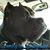 Shari Britt Wade's profile image