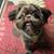 Joy Lynn Brasch's profile image