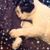 Jenny Ekstrom's profile image