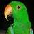 Michelle Eldridge Loverde's profile image