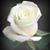 Elien Sequeira de Arauz's profile image