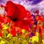Poppy Hammond's profile image