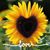 Sheina Hoskins's profile image