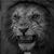 Harry Georges's profile image