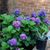 Dana Hine Phillips's profile image