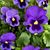 Judy Munts Pyles's profile image