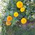 Renuka Deo's profile image